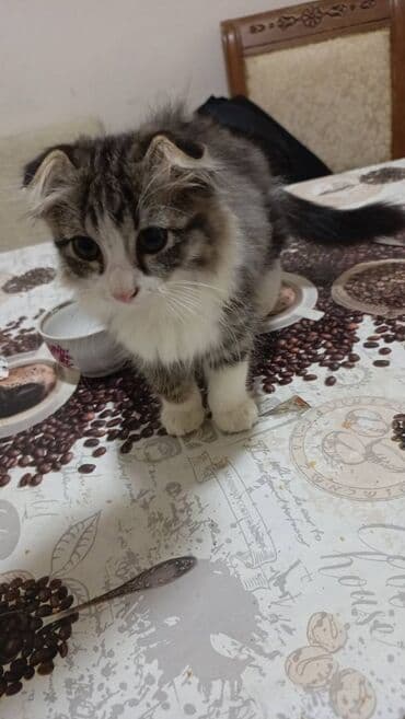 Şotlan cins pişiy ayağyolu tərbyəsi var 5 aylığ təmzi pişiydi heç lalafo.az -da Şotlan cins pişiy ayağyolu tərbyəsi var 5 aylığ təmzi pişiydi heç