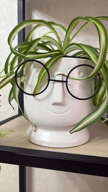 Dekorativ çiçək qabı – “üz” forması və dəyirmi eynək aksesuarlı model lalafo.az -da Dekorativ çiçək qabı – “üz” forması və dəyirmi eynək aksesuarlı model