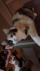 Şinşilla, Erkək, Yaxşı əllərə, Ödənişli çatdırılma lalafo.az -da Şinşilla, Erkək, Yaxşı əllərə, Ödənişli çatdırılma