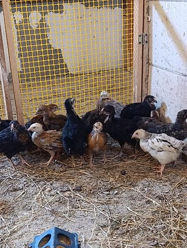 28 günlük cücələrdir. Təbii buğda,qarğıdalı, soya ilə yemlənmişdir. 2 lalafo.az -da 28 günlük cücələrdir. Təbii buğda,qarğıdalı, soya ilə yemlənmişdir. 2