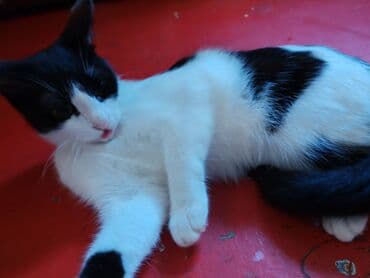 Dişi, Yaxşı əllərə, Ünvandan götürmə lalafo.az -da Dişi, Yaxşı əllərə, Ünvandan götürmə