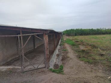 Ferma təsərrüfatı üçün hazır obyekt - Geniş torpaq sahəsi və açıq lalafo.az -da — 8 Ferma təsərrüfatı üçün hazır obyekt - Geniş torpaq sahəsi və açıq — 8