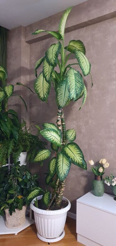 Böyük ölçülü Dieffenbachia . 2.60 sm hundurlukde. 4 budaqli. tez tez lalafo.az -da Böyük ölçülü Dieffenbachia . 2.60 sm hundurlukde. 4 budaqli. tez tez