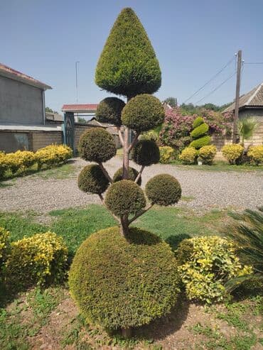 Satılır. 500 AZN. Real alıcılara endirim olunur.
051 307 44 44 lalafo.az -da Satılır. 500 AZN. Real alıcılara endirim olunur.
051 307 44 44