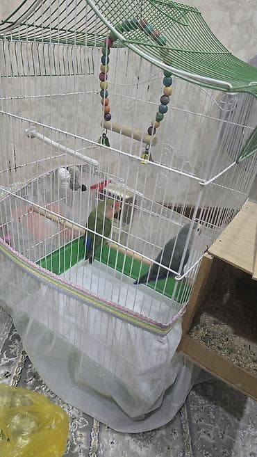 Nrazlucnik erkey disidi bir balasi var yeke kletkadadi kletkanin ozun lalafo.az -da Nrazlucnik erkey disidi bir balasi var yeke kletkadadi kletkanin ozun