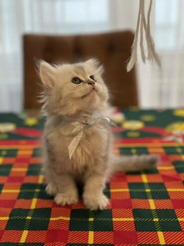 Şinşilla, Dişi lalafo.az -da Şinşilla, Dişi