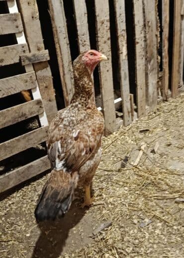 Toyuq cücələri, Damazlıq lalafo.az -da Toyuq cücələri, Damazlıq