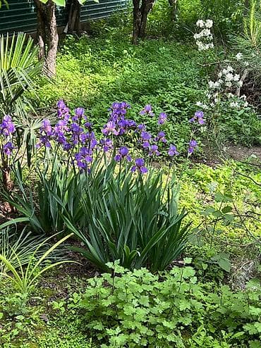 Her cure guler var veregliyin baxin ancag xanimlara satiş olur Gencedi lalafo.az -da Her cure guler var veregliyin baxin ancag xanimlara satiş olur Gencedi