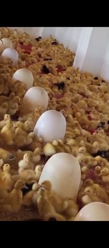 Ördək cücələri, Ətlik lalafo.az -da Ördək cücələri, Ətlik