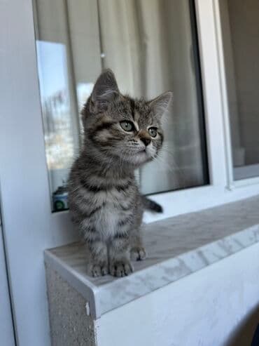 Britan lalafo.az -da Britan