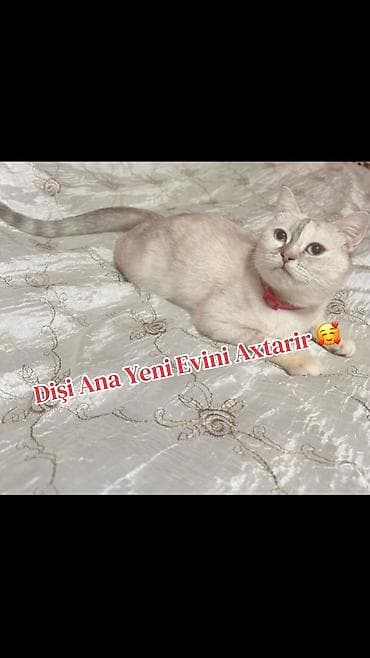 Dişi pişik – yeni evini axtarır - Zərif krem-boz rəngli tüklər lalafo.az -da Dişi pişik – yeni evini axtarır - Zərif krem-boz rəngli tüklər