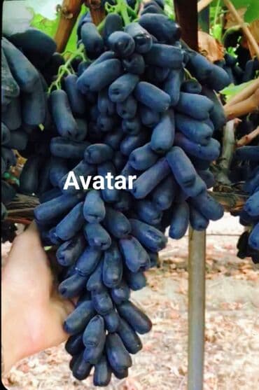 Ləpələr: Üzüm tingləri və süfrə-sortları - Avatar (şirin barmaqvari qara lalafo.az -da — 1 Ləpələr: Üzüm tingləri və süfrə-sortları - Avatar (şirin barmaqvari qara — 1