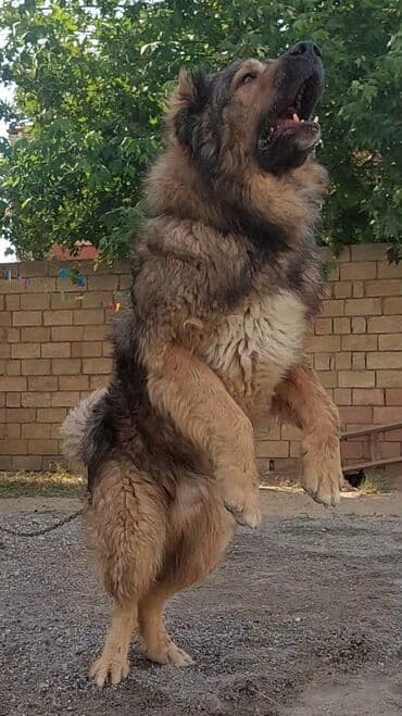 Qafqaz çoban iti, 3 il, Erkek, Cütləşmə üçün lalafo.az -da Qafqaz çoban iti, 3 il, Erkek, Cütləşmə üçün