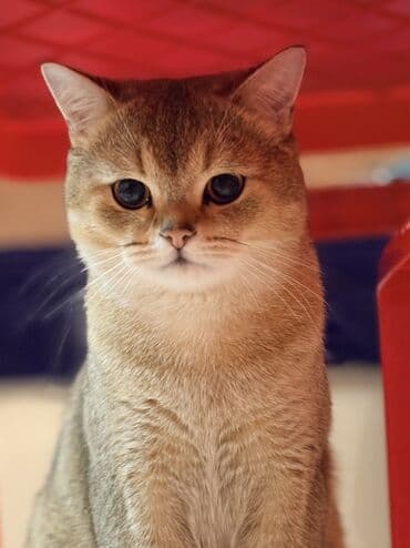 Britan, Erkək lalafo.az -da Britan, Erkək