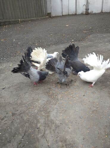 Hoptum satilir.Hamisi birgə 85 manat.Hazir cutlərdi.Unvan Səki lalafo.az -da Hoptum satilir.Hamisi birgə 85 manat.Hazir cutlərdi.Unvan Səki