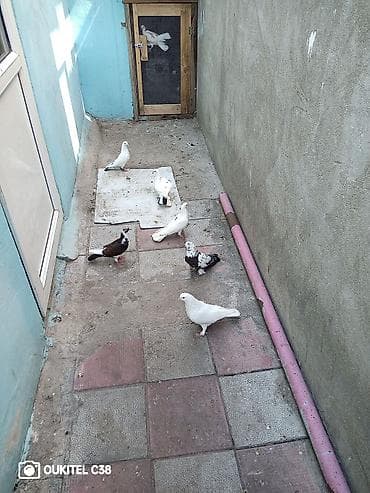 Sağlam heyvalnardı kom hamısı 25 manat ünvan Biləcəri lalafo.az -da Sağlam heyvalnardı kom hamısı 25 manat ünvan Biləcəri
