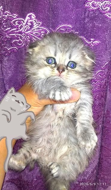 Məhsul: Yavru pişiklər Təsvir: - Müxtəlif rəng və görünüşdə balaca lalafo.az -da Məhsul: Yavru pişiklər Təsvir: - Müxtəlif rəng və görünüşdə balaca