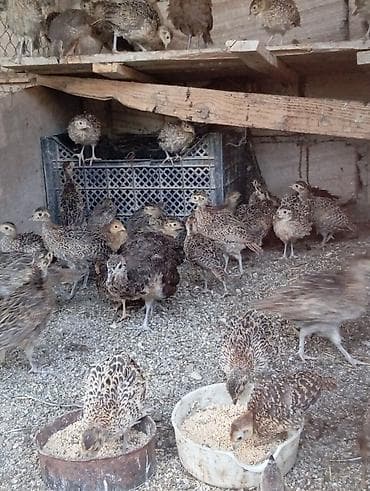 Qirqovul cuceleri 6-8-10-12-15 azn Gence yumurtasi 2 azn Boyukleri lalafo.az -da Qirqovul cuceleri 6-8-10-12-15 azn Gence yumurtasi 2 azn Boyukleri