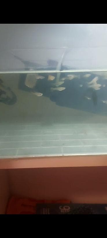 Quppi, Sülhsevər lalafo.az -da Quppi, Sülhsevər