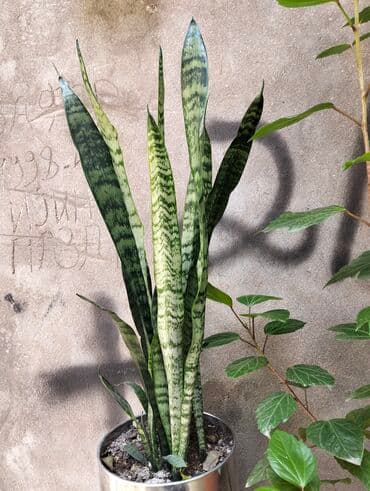 Sansevieria (Qaynanadilə) – dekorativ otaq bitkisi - Növ: Sansevieria lalafo.az -da Sansevieria (Qaynanadilə) – dekorativ otaq bitkisi - Növ: Sansevieria