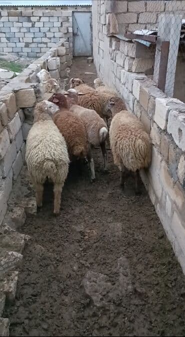 Quzu, Erkək, ay: 6, 35 kq, Ətlik lalafo.az -da Quzu, Erkək, ay: 6, 35 kq, Ətlik