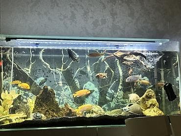 Böyük ölçülü şüşə akvarium komplekti - Geniş ölçülü, düz şüşəli lalafo.az -da — 2 Böyük ölçülü şüşə akvarium komplekti - Geniş ölçülü, düz şüşəli — 2