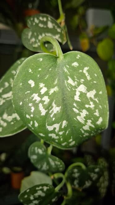 Scindapsus sarmaşıgı. Zerli yarpaqları var. Uzun ölçüdedir lalafo.az -da Scindapsus sarmaşıgı. Zerli yarpaqları var. Uzun ölçüdedir
