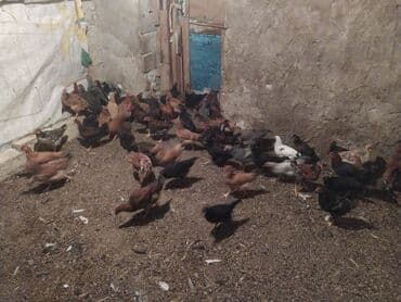 Toyuq, Yumurtalıq lalafo.az -da Toyuq, Yumurtalıq