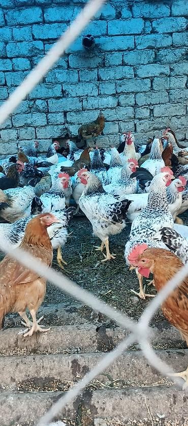 Toyuq, Yumurtalıq lalafo.az -da Toyuq, Yumurtalıq