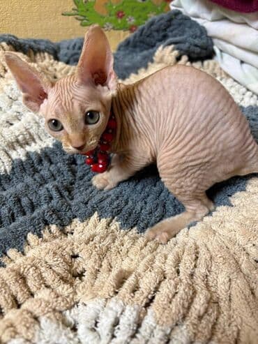 Sfinks, Erkək, Dişi, Yaxşı əllərə, Ünvandan götürmə, Pulsuz çatdırılma, Ödənişli çatdırılma lalafo.az -da Sfinks, Erkək, Dişi, Yaxşı əllərə, Ünvandan götürmə, Pulsuz çatdırılma, Ödənişli çatdırılma