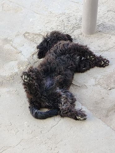 Qarışıq cins balaca it - Rəng: tünd qəhvəyi-qara, sinəsində azca ağ lalafo.az -da Qarışıq cins balaca it - Rəng: tünd qəhvəyi-qara, sinəsində azca ağ