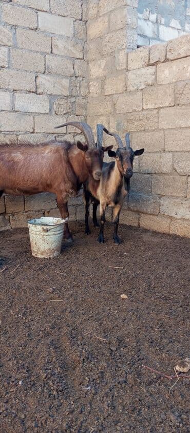 Alpin keçi satılır 2 aylıq boğazında son qiymət 400 azn lalafo.az -da Alpin keçi satılır 2 aylıq boğazında son qiymət 400 azn