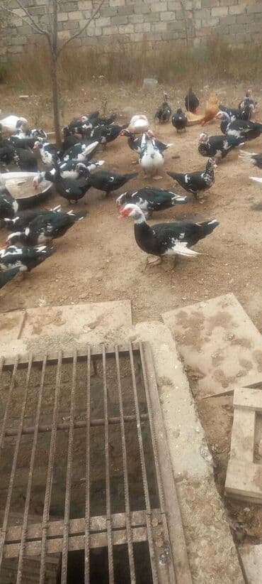 Muscovy ördəkləri (indoutka) – qarışıq rəngli sürü • Cins: Muscovy lalafo.az -da Muscovy ördəkləri (indoutka) – qarışıq rəngli sürü • Cins: Muscovy