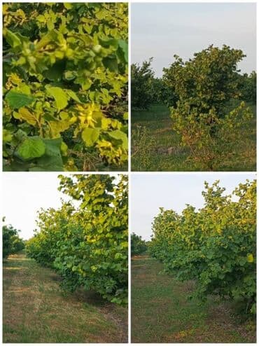 40 sot, Kənd təsərrüfatı, Mülkiyyətçi, Bələdiyyə, Müqavilə lalafo.az -da 40 sot, Kənd təsərrüfatı, Mülkiyyətçi, Bələdiyyə, Müqavilə