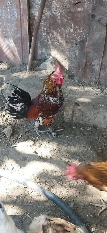 Yaponka xoruz 9 aylıq şabo cinsi 5 barmaq tam sağlamdır lalafo.az -da Yaponka xoruz 9 aylıq şabo cinsi 5 barmaq tam sağlamdır