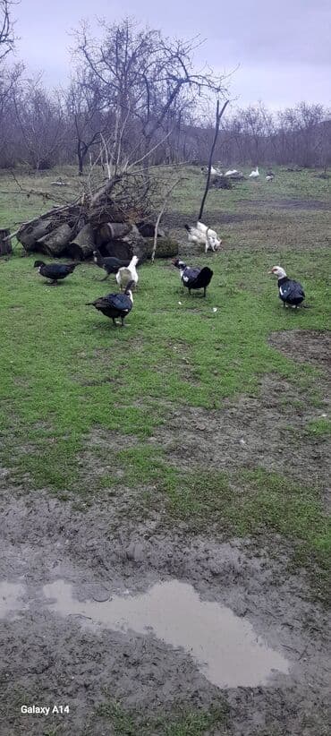 Lal ördək ayiləsi satlır. 1 ərkəy 2 ana 3 eded 6 aylığ cavan ordəy lalafo.az -da Lal ördək ayiləsi satlır. 1 ərkəy 2 ana 3 eded 6 aylığ cavan ordəy