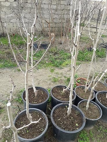 Xar tut ağacları calaq olunmuş. ünvan Şüvəlan qəs lalafo.az -da Xar tut ağacları calaq olunmuş. ünvan Şüvəlan qəs