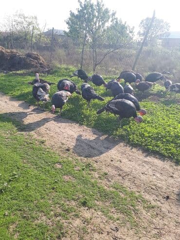 Erkək, Damazlıq, Ünvandan götürmə lalafo.az -da Erkək, Damazlıq, Ünvandan götürmə