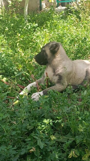 Kanqal, 2 ay, Erkek, Peyvəndli, Ünvandan götürmə, Rayonlara çatdırılma, Ödənişli çatdırılma lalafo.az -da Kanqal, 2 ay, Erkek, Peyvəndli, Ünvandan götürmə, Rayonlara çatdırılma, Ödənişli çatdırılma