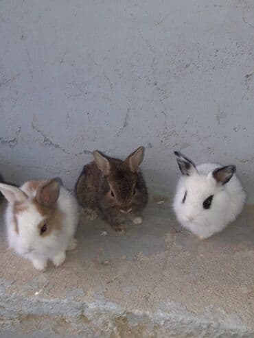 Xırda boy karlık balaları her renqde var lalafo.az -da Xırda boy karlık balaları her renqde var