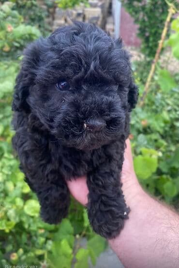 Pudel, 1 ay, Erkek, Peyvəndli, Pulsuz çatdırılma lalafo.az -da Pudel, 1 ay, Erkek, Peyvəndli, Pulsuz çatdırılma