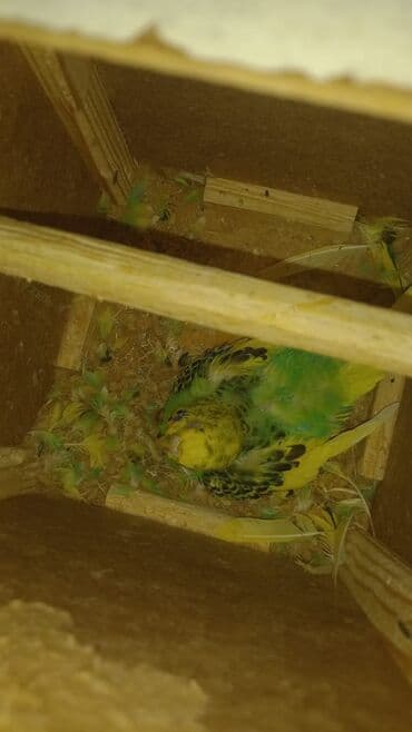 Satılır ata ana 1 bala qiymət 30 AZN qəfəsiz lalafo.az -da — 2 Satılır ata ana 1 bala qiymət 30 AZN qəfəsiz — 2