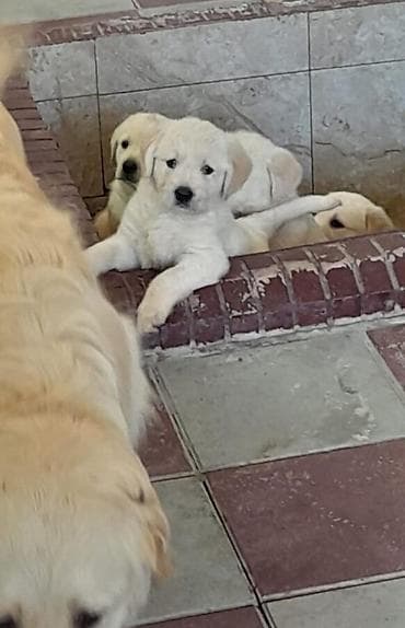 Retriever, 2 ay, Peyvəndli lalafo.az -da Retriever, 2 ay, Peyvəndli