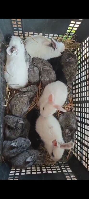 Satışda balaca dovşanlar - Rənglər: ağ, boz (xallı-boz tonlarda), bir lalafo.az -da Satışda balaca dovşanlar - Rənglər: ağ, boz (xallı-boz tonlarda), bir