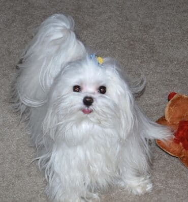 Malta bolonka, 1 ay, Erkek lalafo.az -da Malta bolonka, 1 ay, Erkek