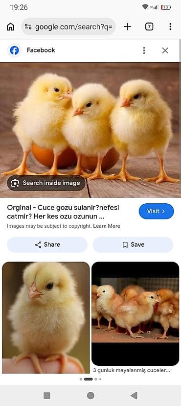 Toyuq cücələri, Ətlik lalafo.az -da Toyuq cücələri, Ətlik