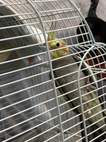 3ədəd korella tutuquşu qəfəs qarşıq verilir bala veriller lalafo.az -da 3ədəd korella tutuquşu qəfəs qarşıq verilir bala veriller