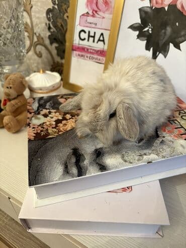 Ev heyvanı – mini qulaqçaqlı dekorativ dovşan - Növ: dekorativ dovşan lalafo.az -da Ev heyvanı – mini qulaqçaqlı dekorativ dovşan - Növ: dekorativ dovşan