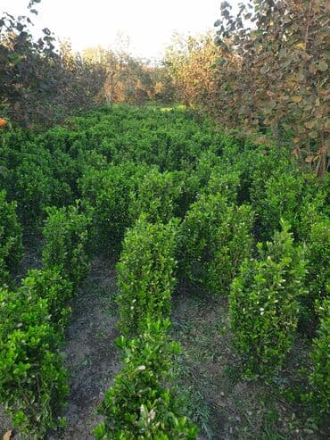 Hedc üçün həmişəyaşıl dekorativ kollar boyu 100 və cm120 3azn lalafo.az -da Hedc üçün həmişəyaşıl dekorativ kollar boyu 100 və cm120 3azn