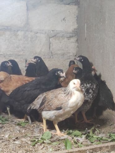 Toyuq cücələri, Ətlik lalafo.az -da Toyuq cücələri, Ətlik